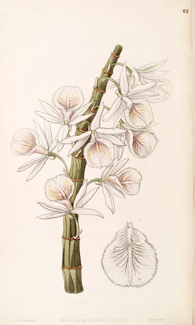Dendrobium polyanthum by Miss Drake